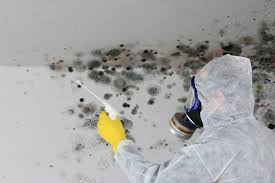 Best Mold Damage Restoration  in Oak Ridge, FL